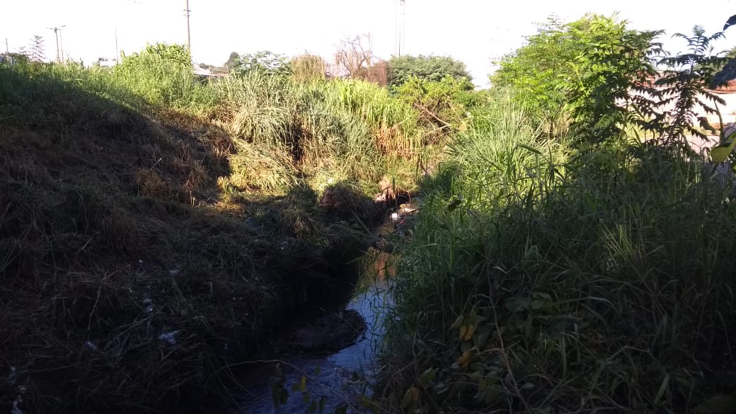 O mato alto e o início do trabalho dos roçadores, dentro do vale do córrego da rua Aníbal de Barros. Só se vê a vegetação e embaixo, a água do riacho. 